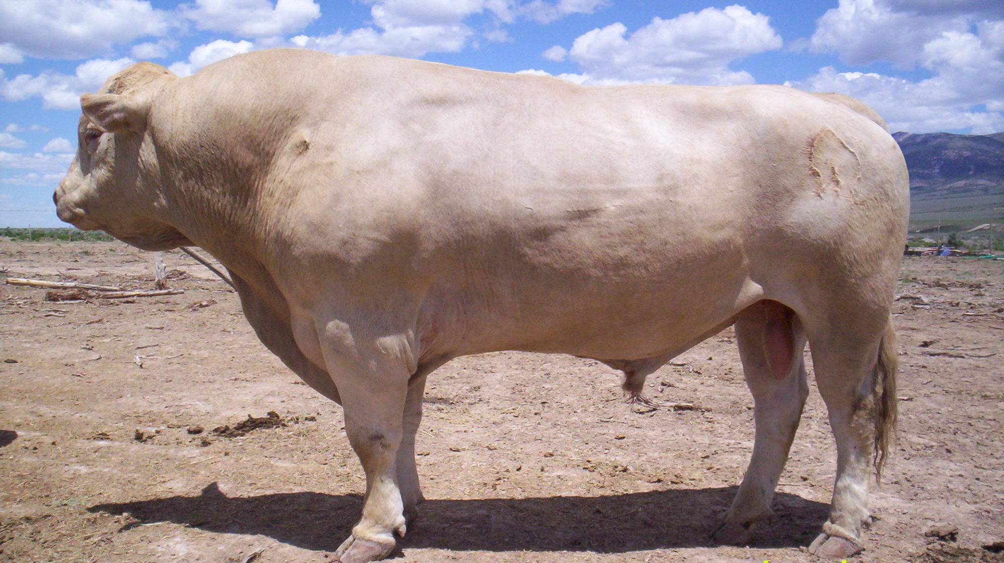Xinjiang Beef